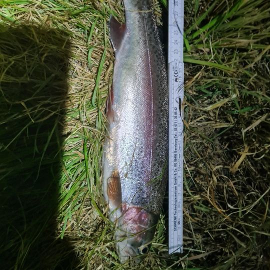 Regenbogenforelle