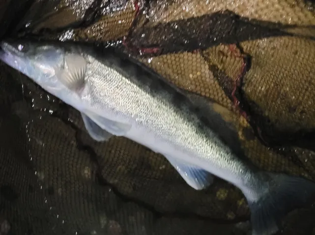 Zander