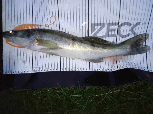 Zander