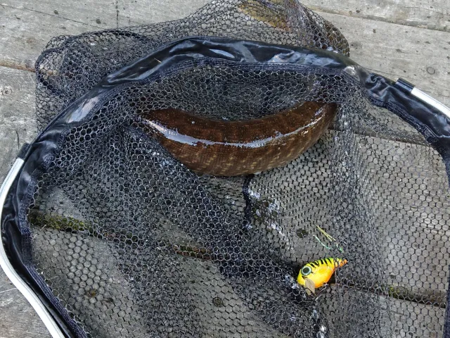 Hecht