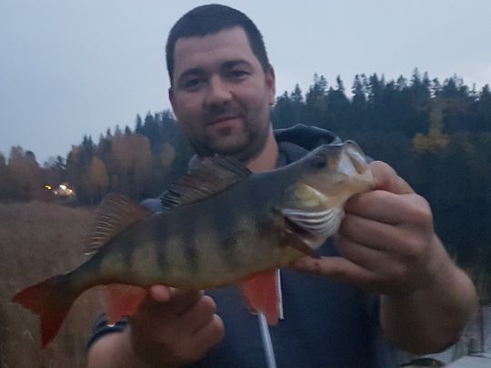 Flussbarsch