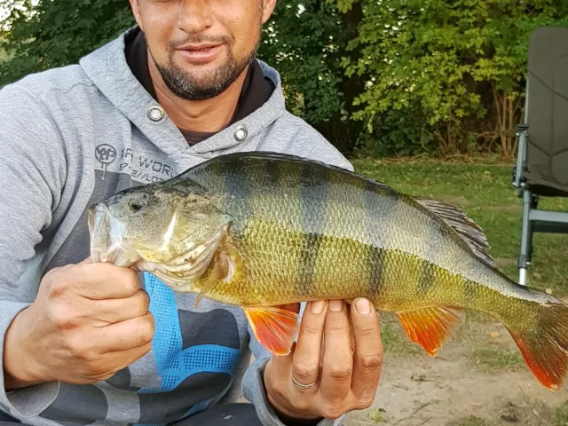 Flussbarsch