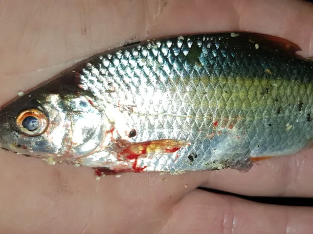 Rotauge