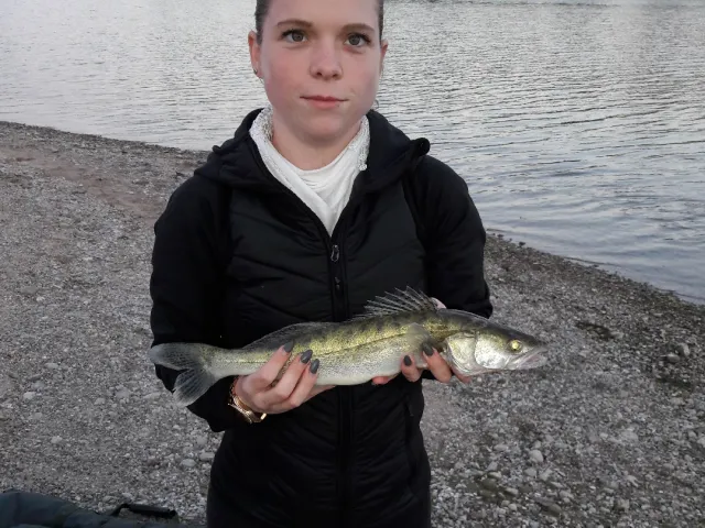 Zander