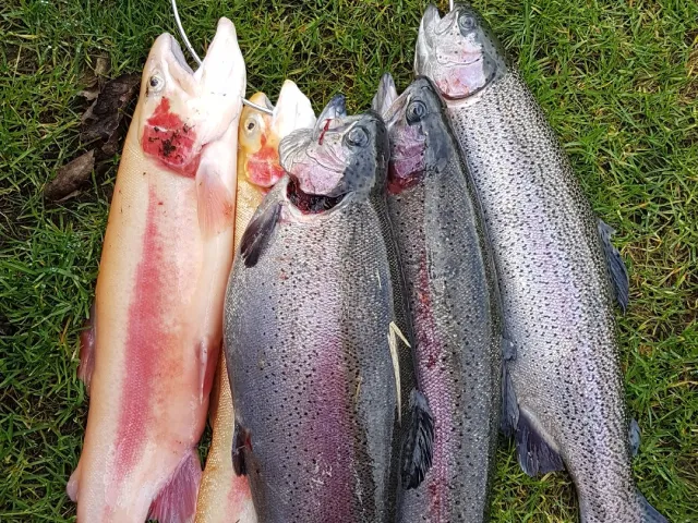 Regenbogenforelle