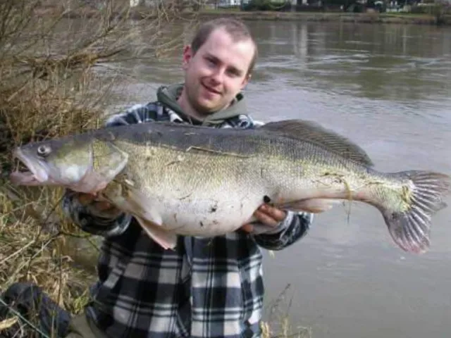 Zander