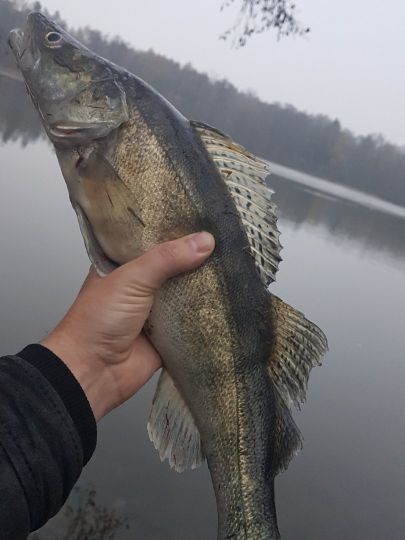 Zander