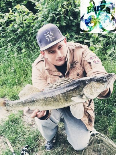 Zander