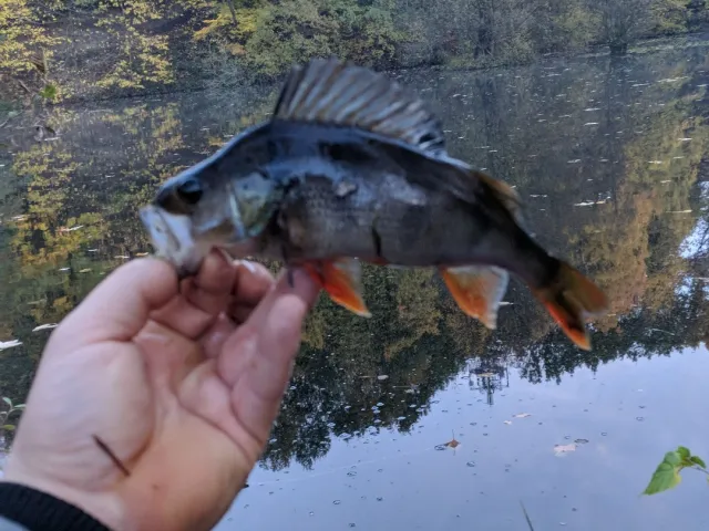Flussbarsch