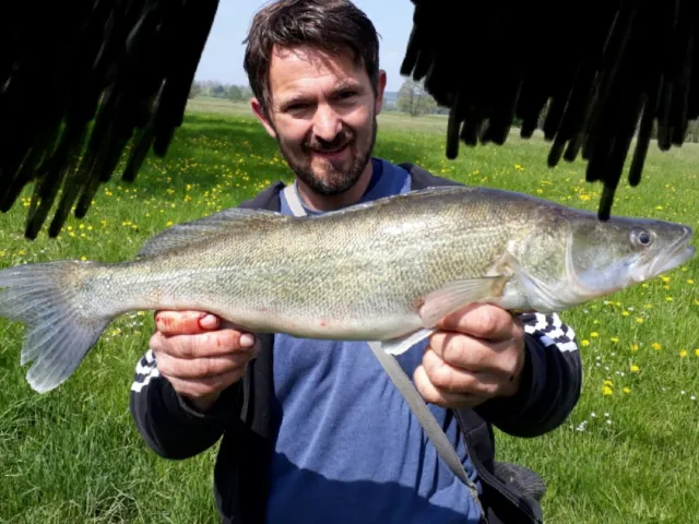 Zander