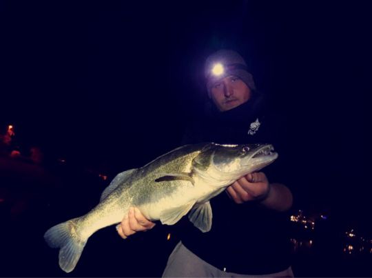Zander