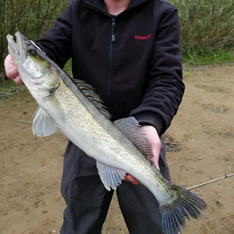Zander