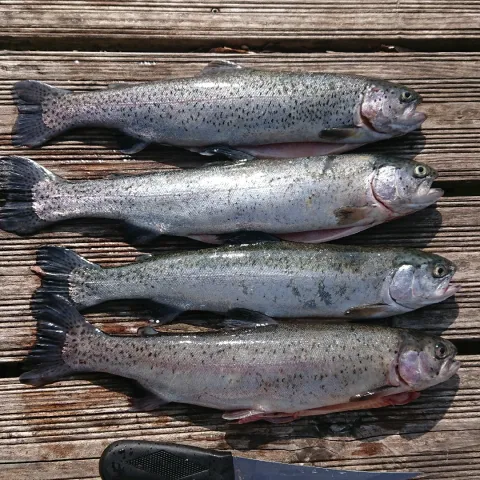 Regenbogenforelle