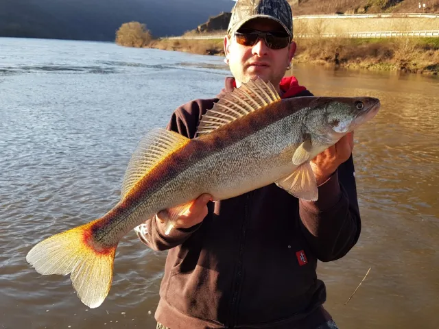 Zander