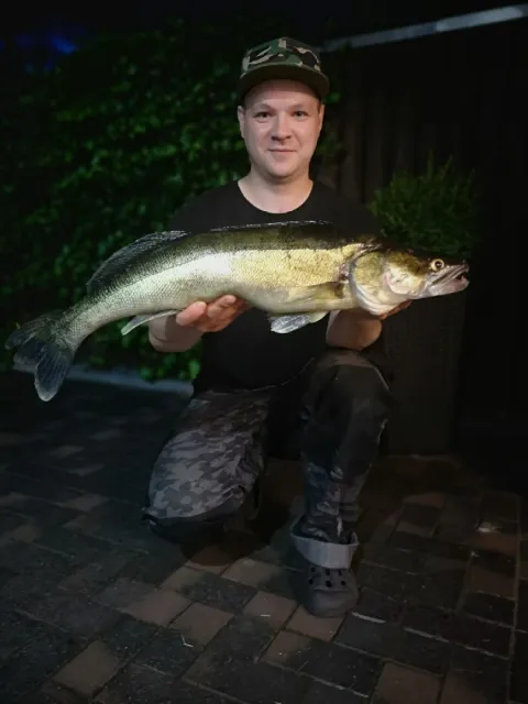 Zander