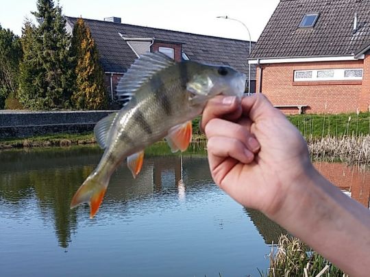 Flussbarsch