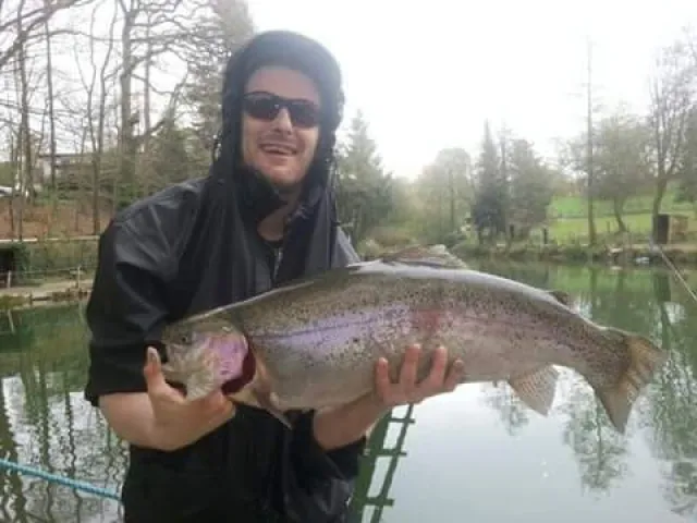 Regenbogenforelle