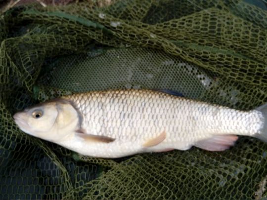 Döbel