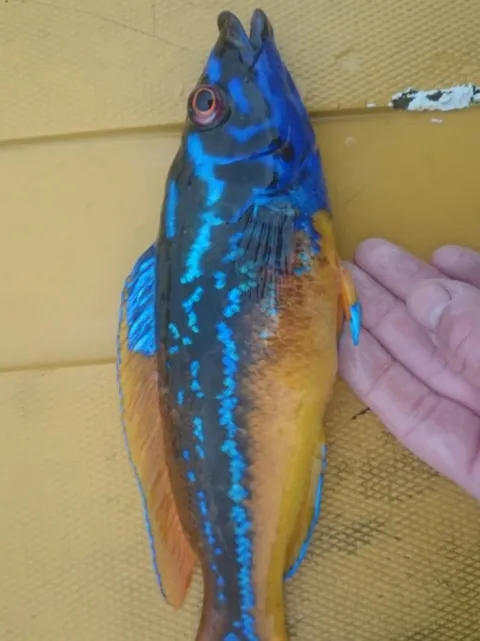Lippfisch