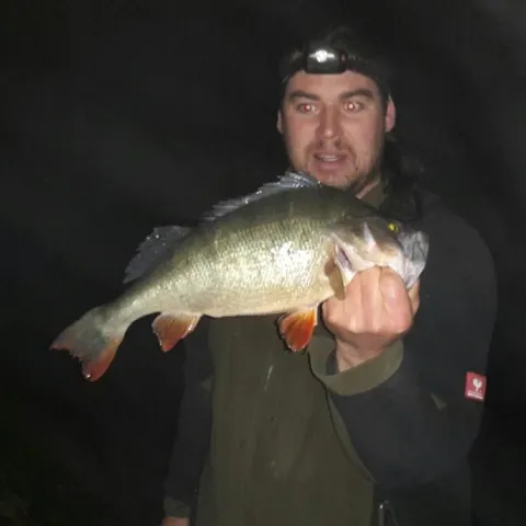 Flussbarsch