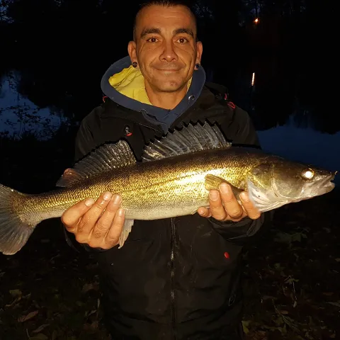Zander