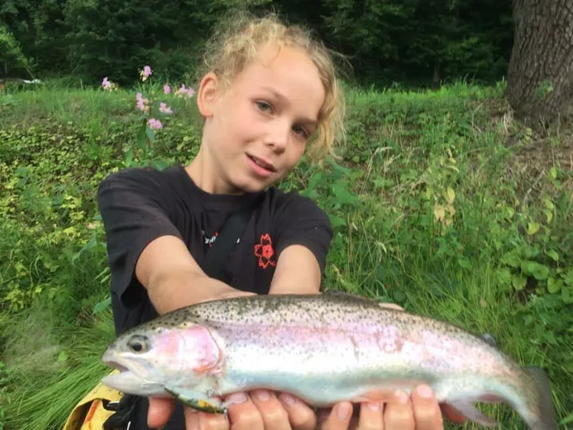 Regenbogenforelle