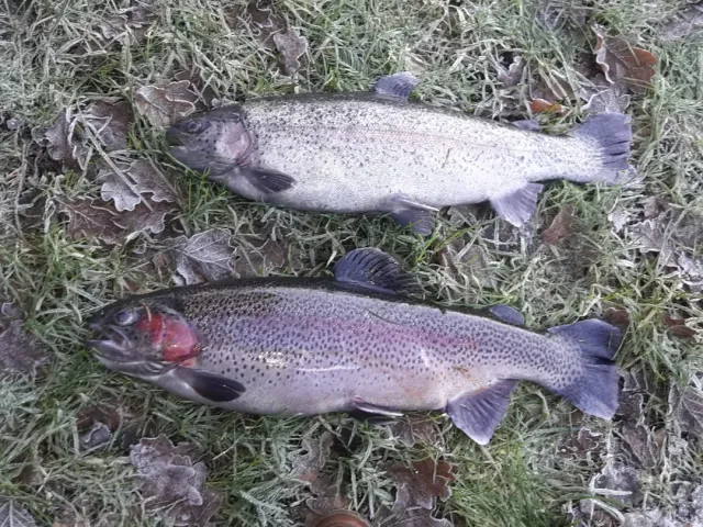 Regenbogenforelle