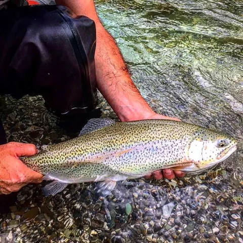 Regenbogenforelle