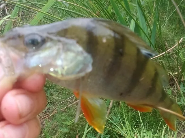 Flussbarsch