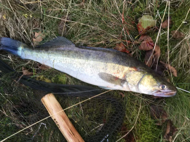 Zander
