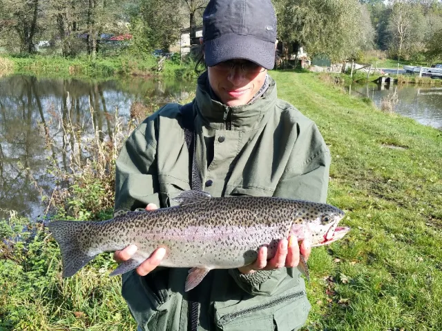 Regenbogenforelle