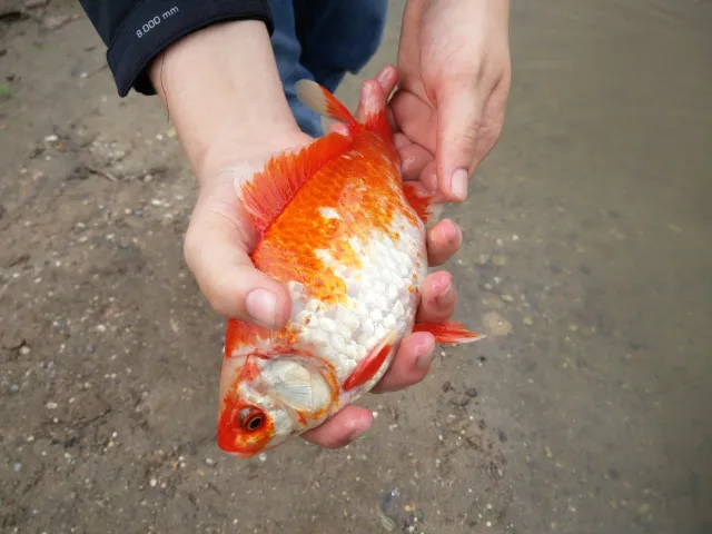 Goldfisch