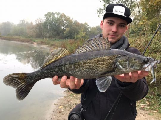 Zander
