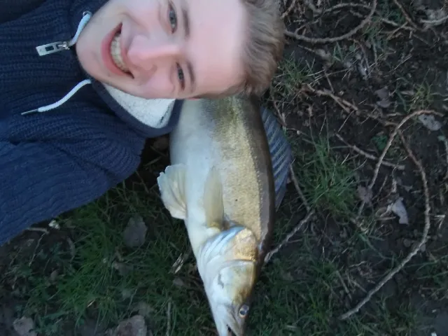 Zander