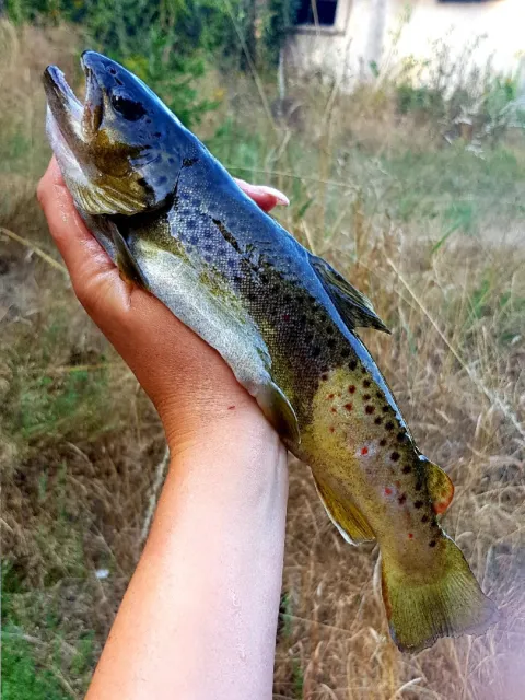 Bachforelle