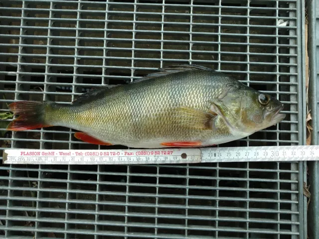 Flussbarsch