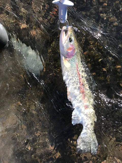 Regenbogenforelle
