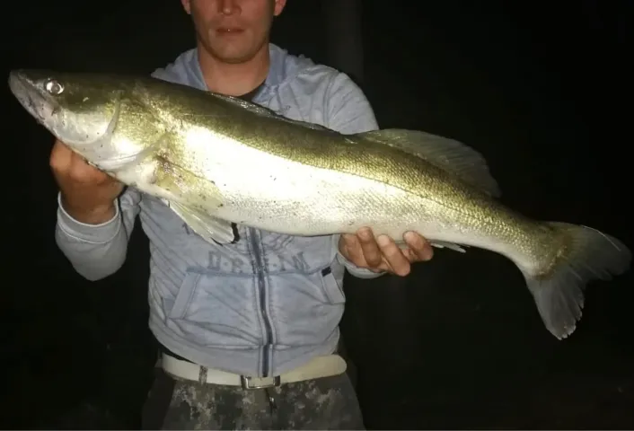 Zander