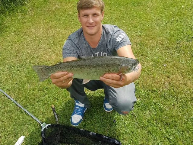 Regenbogenforelle