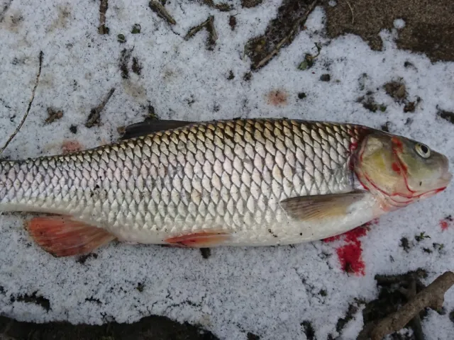 Döbel