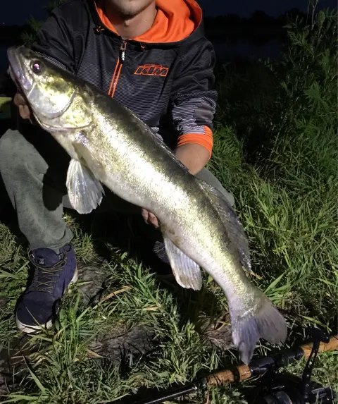 Zander