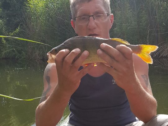 Flussbarsch