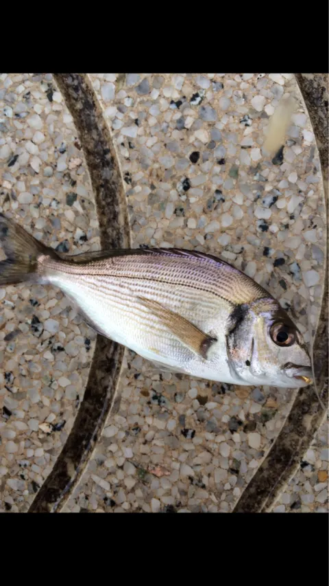 Dorade