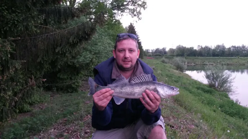 Zander