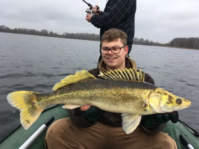 Zander