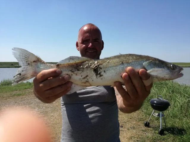 Zander