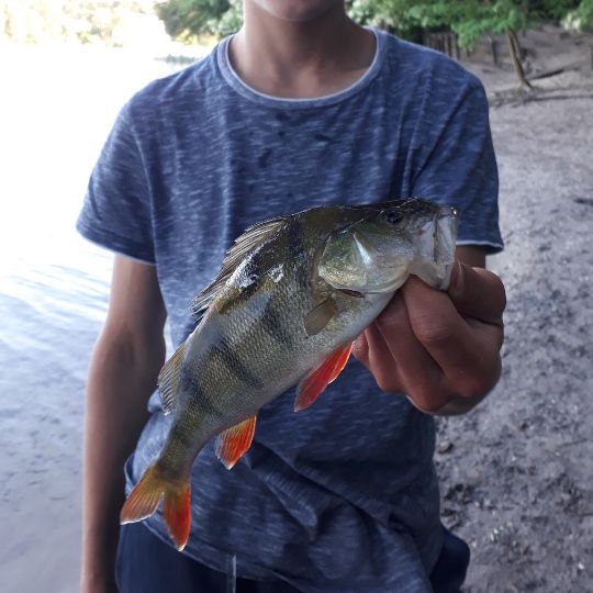 Flussbarsch