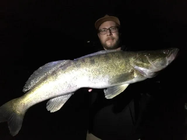 Zander