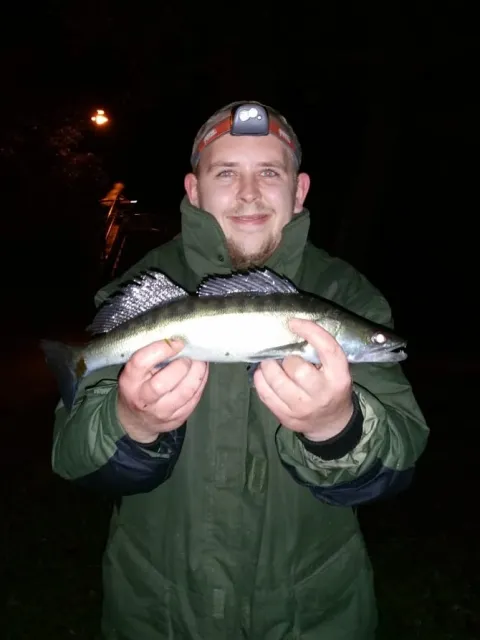 Zander
