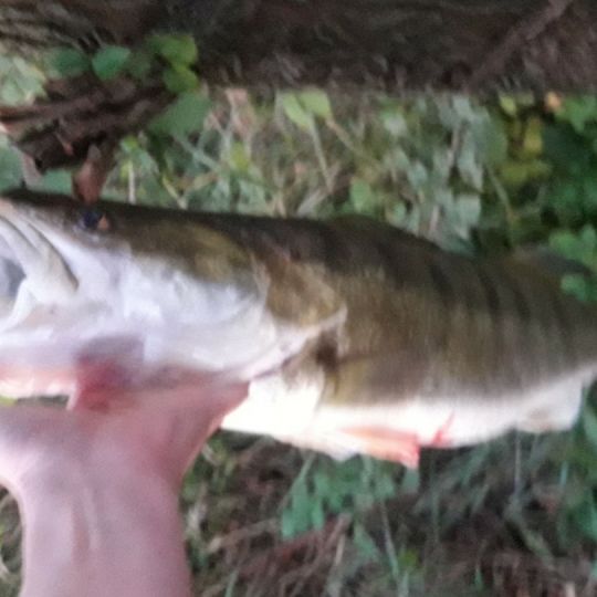 Zander